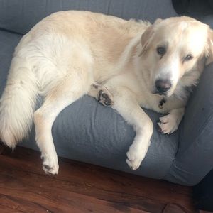 Meet your Posher, Liz